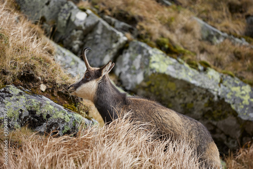 Tatra chamois (Rupicapra Rupicapra Tatrica) standing on the rock. Wild mammal, nature photography. The high Tatras.