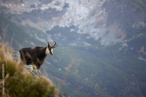 Tatra chamois (Rupicapra Rupicapra Tatrica) standing on the rock. Wild mammal, nature photography. The high Tatras.