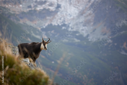Tatra chamois (Rupicapra Rupicapra Tatrica) standing on the rock. Wild mammal, nature photography. The high Tatras.