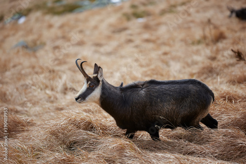 Portrait of Tatra chamois (Rupicapra Rupicapra Tatrica) in the mountains with blurred background, wild mammal, nature photography. The high Tatras.