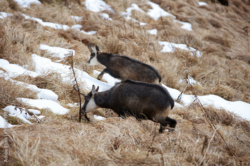 Portrait of Tatra chamois (Rupicapra Rupicapra Tatrica) in the mountains with blurred background, wild mammal, nature photography. The high Tatras.