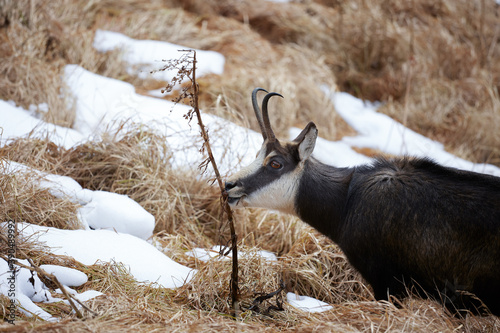 Portrait of Tatra chamois (Rupicapra Rupicapra Tatrica) in the mountains with blurred background, wild mammal, nature photography. The high Tatras.
