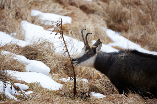 Portrait of Tatra chamois (Rupicapra Rupicapra Tatrica) in the mountains with blurred background, wild mammal, nature photography. The high Tatras.