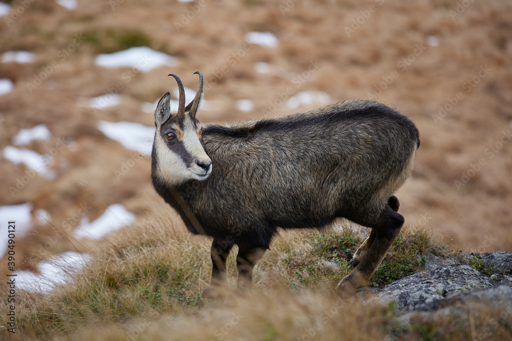 Portrait of Tatra chamois (Rupicapra Rupicapra Tatrica) in the mountains with blurred background, wild mammal, nature photography. The high Tatras. Portrait of Tatra chamois (Rupicapra Rupicapra Tatrica) in the mountains with blurred background, wild mammal, nature photography. The high Tatras.