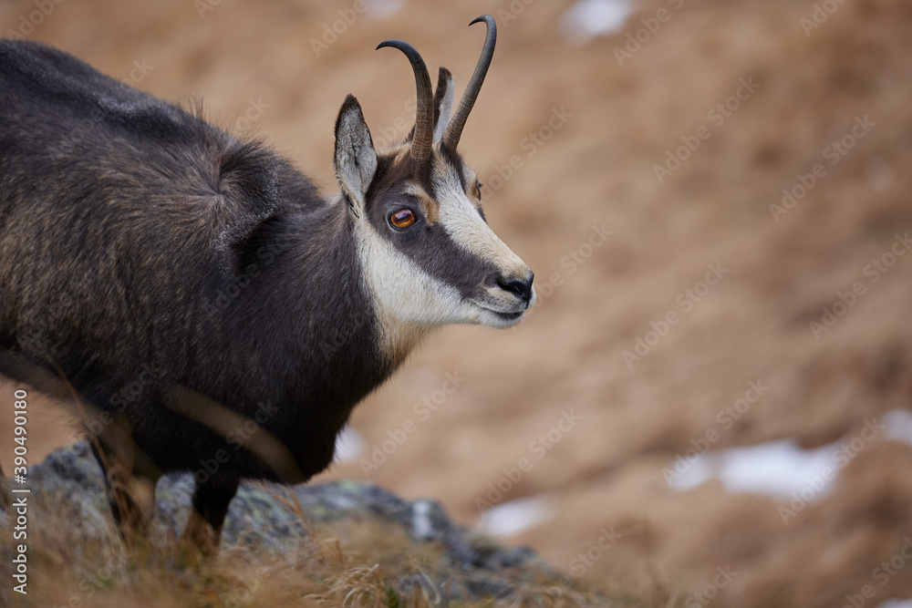 Portrait of Tatra chamois (Rupicapra Rupicapra Tatrica) in the mountains with blurred background, wild mammal, nature photography. The high Tatras. Portrait of Tatra chamois (Rupicapra Rupicapra Tatrica) in the mountains with blurred background, wild mammal, nature photography. The high Tatras.