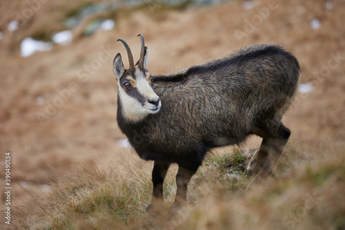 Fototapeta Naklejka Na Ścianę i Meble -  Portrait of Tatra chamois (Rupicapra Rupicapra Tatrica) in the mountains with blurred background, wild mammal, nature photography. The high Tatras.