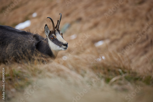 Portrait of Tatra chamois (Rupicapra Rupicapra Tatrica) in the mountains with blurred background, wild mammal, nature photography. The high Tatras.