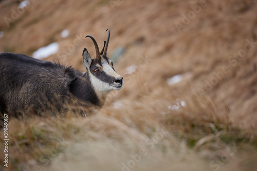 Portrait of Tatra chamois (Rupicapra Rupicapra Tatrica) in the mountains with blurred background, wild mammal, nature photography. The high Tatras.