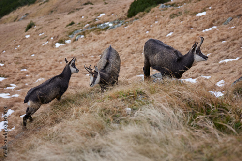 Portrait of Tatra chamois (Rupicapra Rupicapra Tatrica) in the mountains with blurred background, wild mammal, nature photography. The high Tatras.