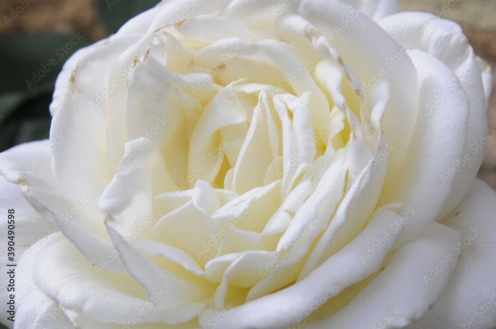 Rose blanche Rose blanche