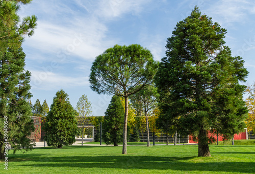 Young Sequoiadendron giganteum (Giant sequoia or giant redwood) in city Park Krasnodar. Public landscape 'Galitsky park' in sunny autumn 2020 photo