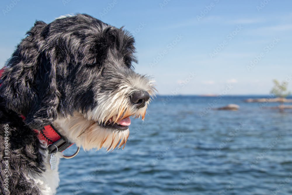 Lucy at O'Donnell Point
