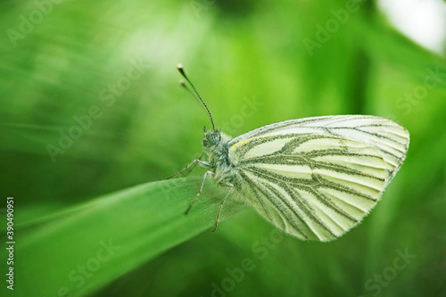 Nahansicht eines Schmetterlilngs - Grünader-Weißling