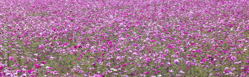 バナーサイズに切り抜いたコスモスの花畑画像