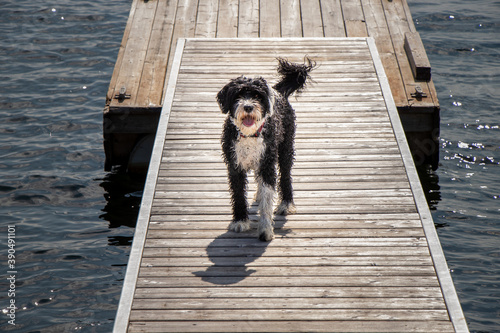 Portuguese Water Dog on the dock at Chimney Bay, Beausoleil Island, Georgian Bay, Ontario, Canada photo