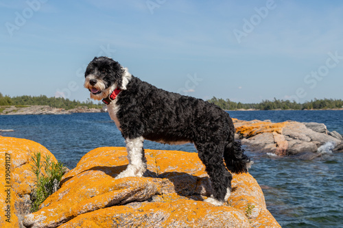 Black and white Portuguese Water Dog standing on lichen covered rocks on the shore of Georgian Bay, Ontario, Canada photo