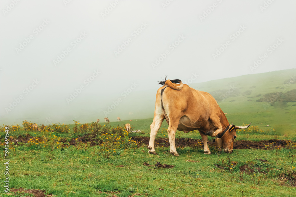 cow in the field eating grass and mist surrounding it