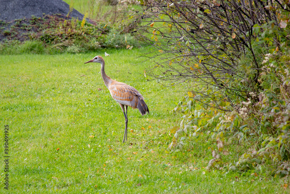 Fototapeta premium Young Sandhill Crane standing on green grass