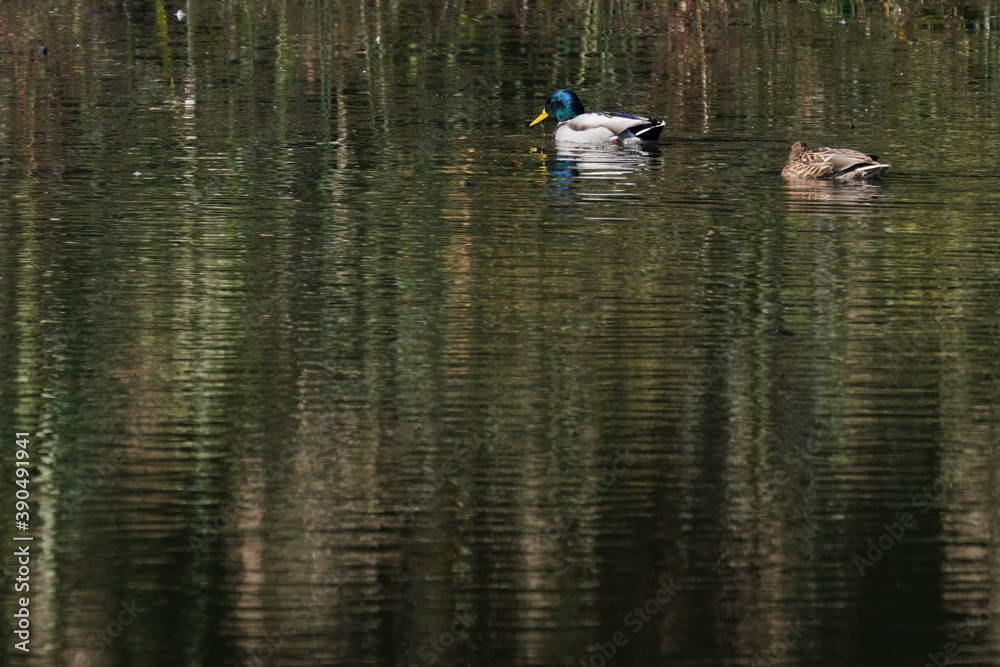 mallard ducks in the pond mallard ducks in the pond
