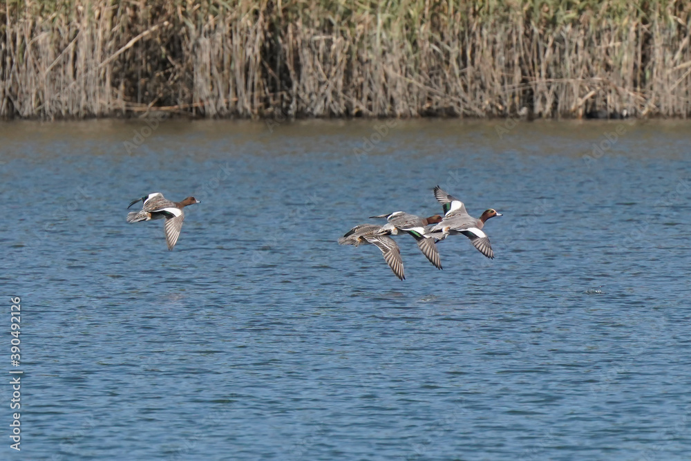 ducks in flight