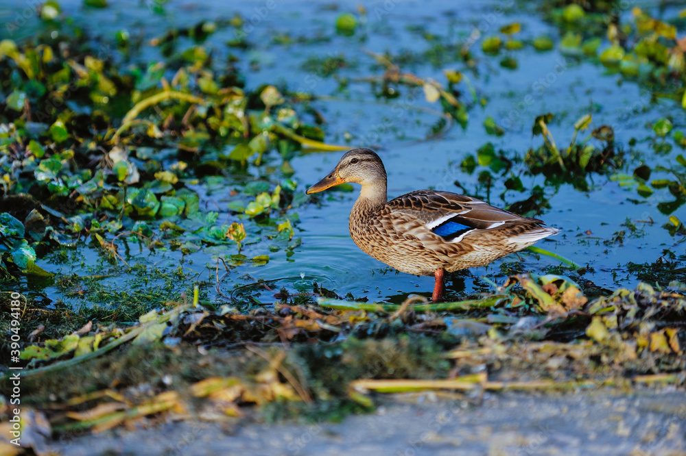 Wild duck swimming on a mountain lake Wild duck swimming on a mountain lake