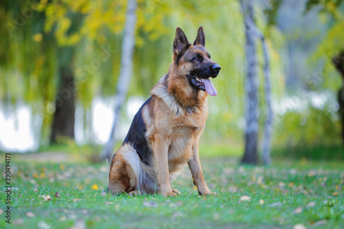 A beautiful German shepherd dog, obedient on the street, performs commands