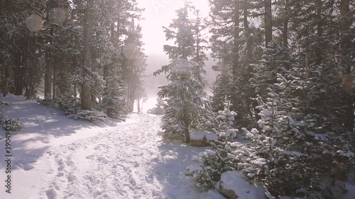 winter in the forest