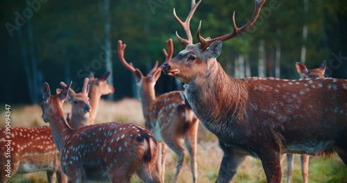 Several sika deer feed in the field. Wild animals at the edge of the forest