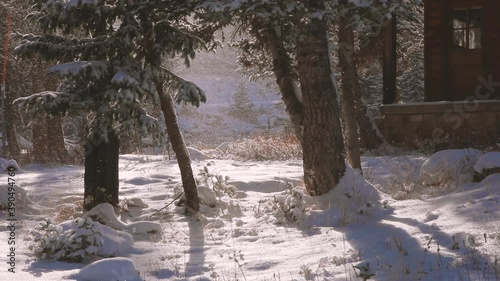 winter landscape with trees and snow