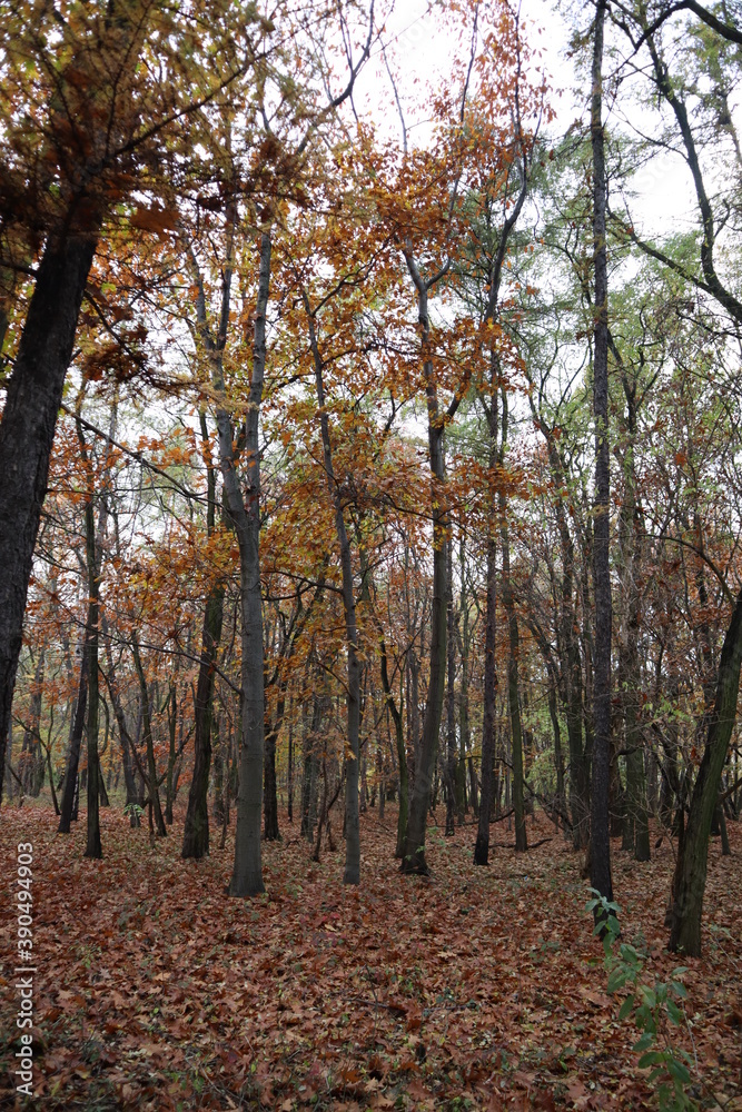 Jesienny park, kolorowe drzewa, liście. Przyroda