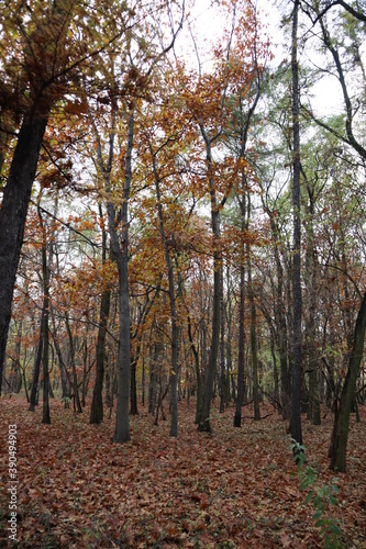 Jesienny park  kolorowe drzewa  li  cie. Przyroda