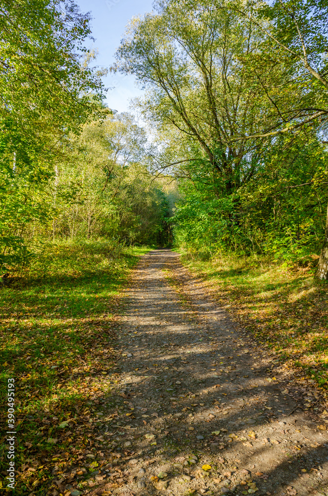 Fototapeta premium Landscape with autumn forest in the sunny day. Yellow and green forest in the fall season.