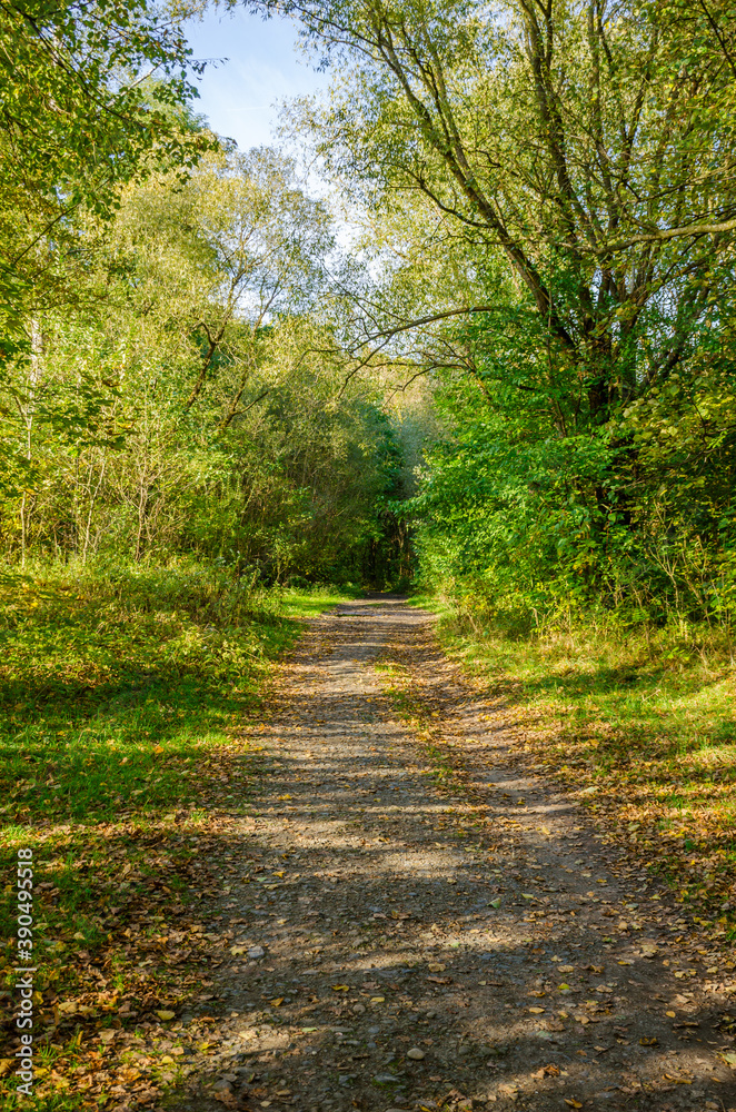 Landscape with autumn forest in the sunny day. Yellow and green forest in the fall season. Landscape with autumn forest in the sunny day. Yellow and green forest in the fall season.