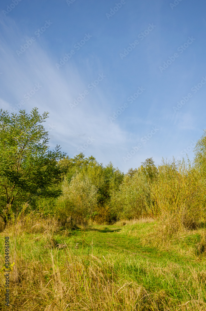 Landscape with autumn forest in the sunny day. Yellow and green forest in the fall season.