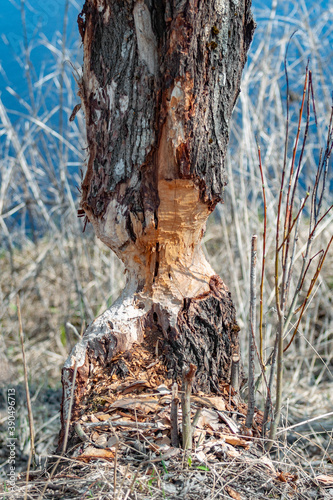 A tree gnawed at by beavers who live in a pond next door, in an underwater house that looks like a pile of brushwood and branches on the surface