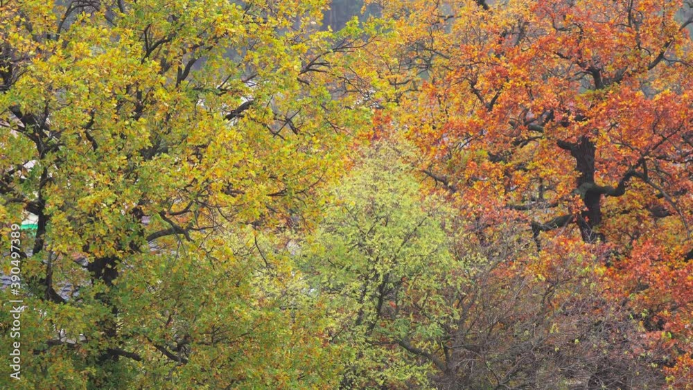 Autumn landscape. Trees with colorful foliage on an October day. Branches of trees with yellowed and orange foliage. Autumn natural background Autumn landscape. Trees with colorful foliage on an October day. Branches of trees with yellowed and orange foliage. Autumn natural background