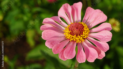 Pink Flower  Zinnia 