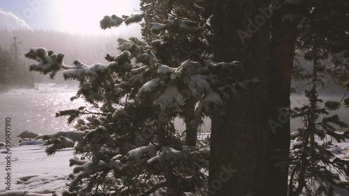 snow covered trees