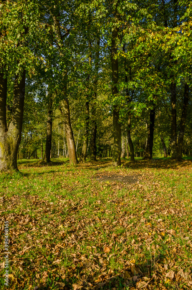 Landscape with autumn forest in the sunny day. Yellow and green forest in the fall season. Landscape with autumn forest in the sunny day. Yellow and green forest in the fall season.