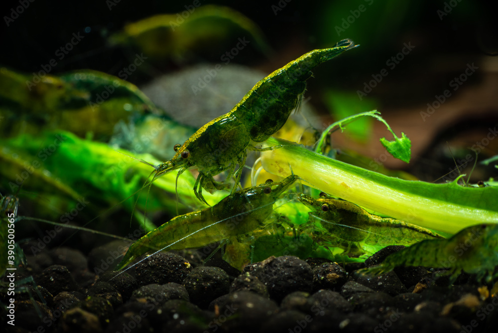 Obraz premium Nice green jade neocaridina shrimp in freshwater aquarium pets