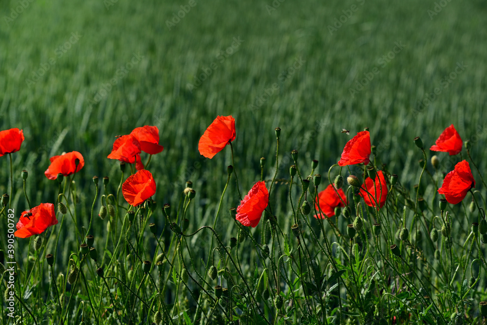 Fototapeta premium In front of a green meadow and a green background, blooming poppies grow in a row