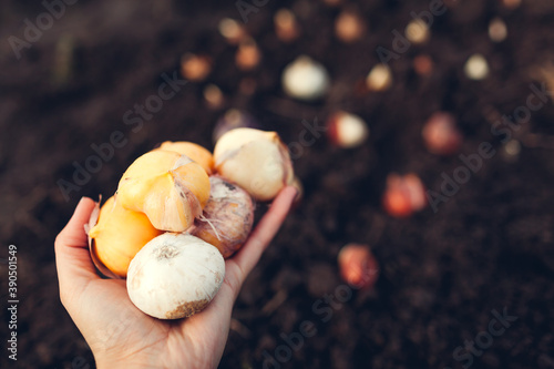 Allium bulbs fall planting. Woman gardener holding handfull of bulbs ready to put in soil. Autumn gardening work