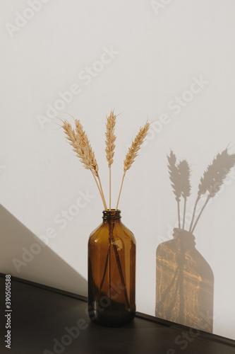 Rye / wheat ear stalks in stylish bottle. Warm shadows on the wall. Silhouette in sun light. Minimal home interior decoration concept