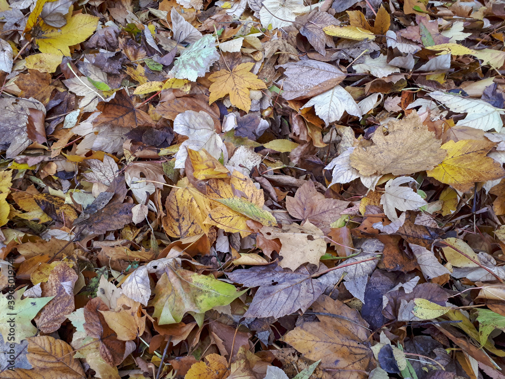 fallen autumn leaves on the ground, close up and full frame