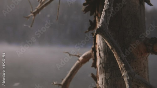 branches of a tree