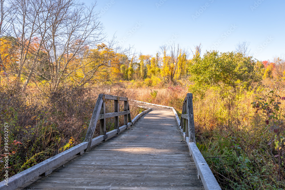 A wooden boardwalk crosses a marsh A wooden boardwalk crosses a marsh