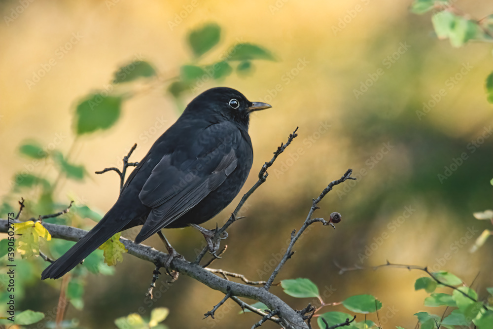 Obraz premium Amsel im Abendlicht