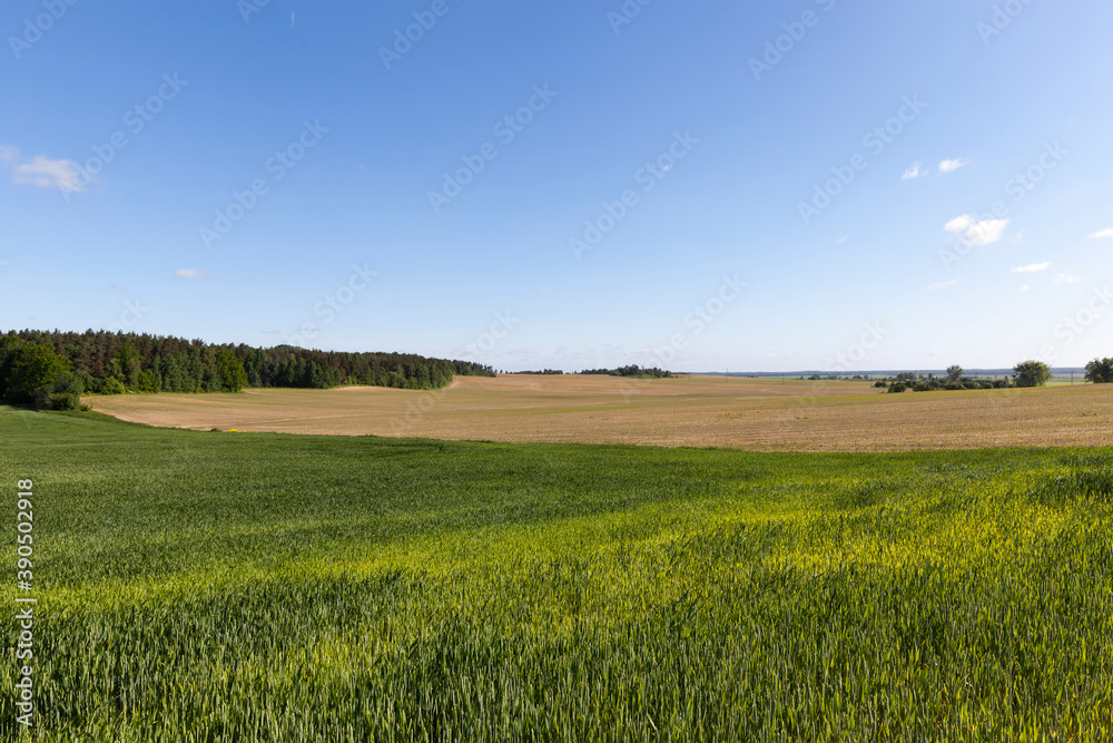 agricultural field where green wheat grows