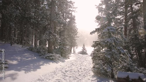 winter in the forest