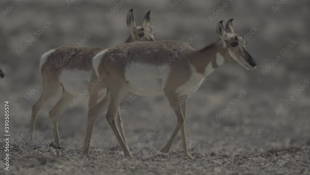 herd of pronghorn running at sunset s-log2